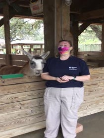 Poster for Other video from Fiesta the Llama at Houston Zoo