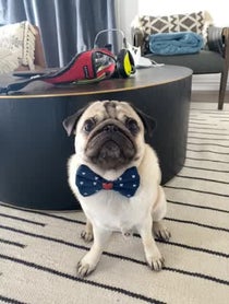 Poster for Birthday video from Moose the Pug
