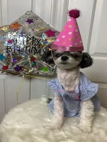 Poster for Other video from Tinkerbelle The Dog & Belle the Dog