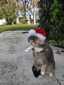Poster for Holiday video from Willow The Beautiful Cat