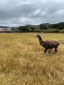 Poster for Birthday video from Paco the Llama