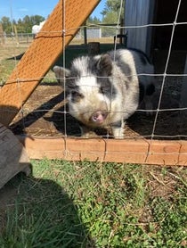 Poster for Pep Talk video from Mister Pig & Tonks