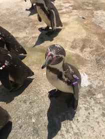 Poster for Other video from Red Pandas at Philadelphia Zoo