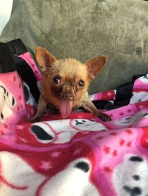 Poster for Other video from Bruno Mars The Chihuahua