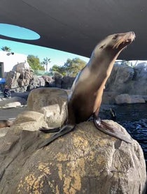 Poster for Gift video from Aquarium of the Pacific Seals/Sea Lions