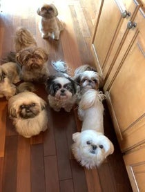 Poster for Birthday video from Jersey Shih Tzu