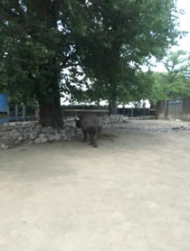 Poster for Birthday video from Rhinos