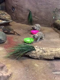 Poster for Gift video from Meerkat Family