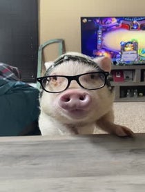 Poster for Other video from Hamlet The Piggy
