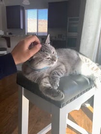 Poster for Other video from Nala Cat