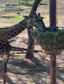 Poster for Other video from Giraffes at Phoenix Zoo