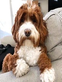 Poster for Roast video from Jolene the Labradoodle