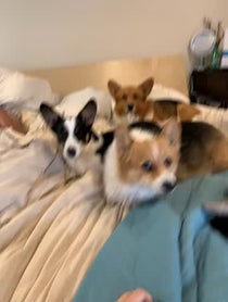 Poster for Other video from Cute Three Corgis of Instagram