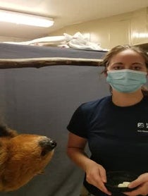 Poster for Other video from Curly the Sloth at Houston Zoo