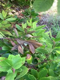 Poster for Birthday video from Richie Jackson