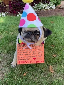 Poster for Other video from Pee Wee Aloysius the Pug