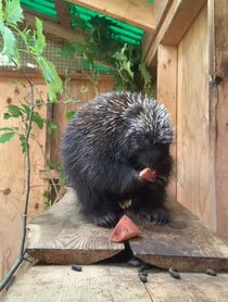 Poster for Other video from Henry the Porcupine