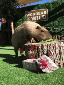 Poster for Gift video from Dallas Zoo Capybara