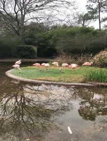 Poster for Other video from Flamingos at BREC’s Baton Rouge Zoo