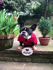 Poster for Pep Talk video from Oscar The Frenchie