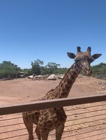 Poster for Birthday video from Giraffes at Phoenix Zoo