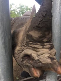 Poster for Birthday video from Rhinos