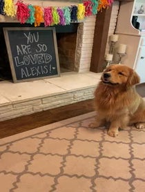 Poster for Pep Talk video from Cooper the Golden Retriever