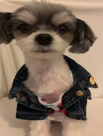 Poster for Other video from Tinkerbelle The Dog & Belle the Dog