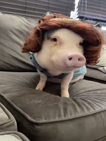 Poster for Other video from Hamlet The Piggy