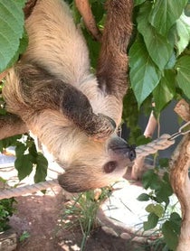 Poster for Birthday video from Fernando the Sloth