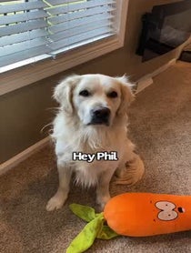 Poster for Other video from Charlie the Golden