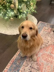 Poster for Holiday video from Garth the Golden