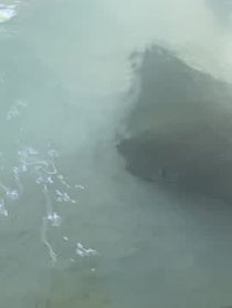Poster for Birthday video from Barrel Boy the Stingray