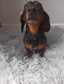 Poster for Birthday video from Charlie Sausage Dog