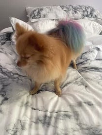 Poster for Birthday video from Pinky Lee
