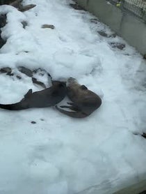 Poster for Other video from Otters Dunkin & Sushi at Stone Zoo