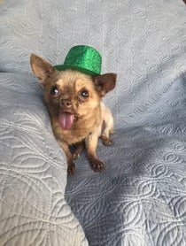 Poster for Other video from Bruno Mars The Chihuahua