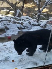 Poster for Birthday video from Black Bears