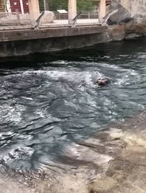 Poster for Other video from Diego the Sea Lion