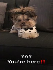 Poster for Other video from LIV MORKIE