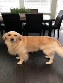 Poster for Birthday video from Golden Bentley