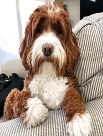 Poster for Birthday video from Jolene the Labradoodle