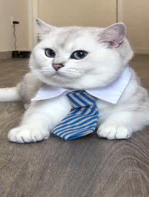 Poster for Other video from Coby The Cat