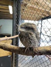 Poster for Holiday video from Darwin the Tawny Frogmouth