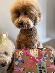 Poster for Birthday video from Puppy Named Charlie and Sawyer Saurus