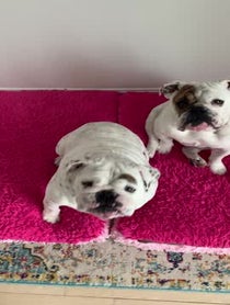 Poster for Pep Talk video from Eggnog The Bulldog