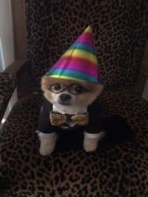 Poster for Other video from Bentley The Pom
