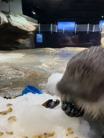 Poster for Birthday video from Georgia Aquarium