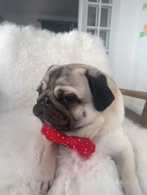 Poster for Holiday video from Moose the Pug