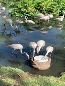 Poster for Pep Talk video from Flamingos